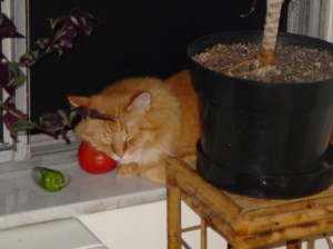 kitty_tomato_web