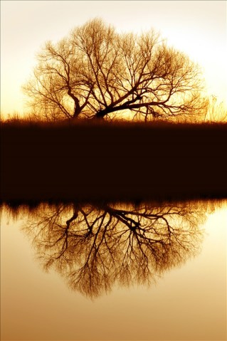 Riparian-Willow-Reflection-487611