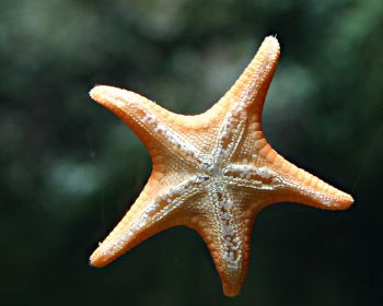 750px-Starfish