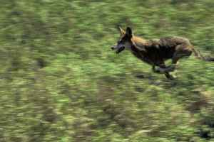 Canis_rufus_red_wolf_in_wildness_running