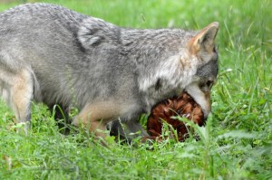 wolf_eating